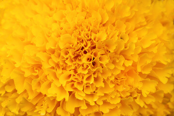 Details Yellow marigolds flower macro photography. Delicate texture, high contrast and intricate floral patterns. Floral head in the center of the frame, flower center
