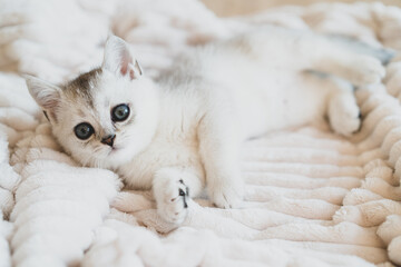 Fototapeta na wymiar a beautiful white Scottish kitten lies on a white plush blanket