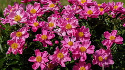 Peony Dancing Butterfly in bloom. Beautiful pink flowers of peony Dancing Butterfly