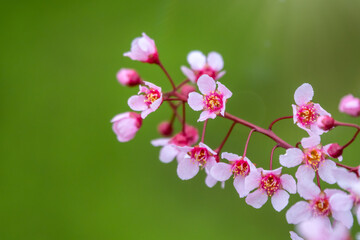 Pink cherry flowers. The branches of a blossoming Cherry tree wit pink flowers. Natural sprintime background.
