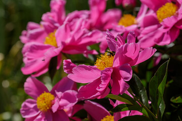 Peony Dancing Butterfly - Fen Yu Nu - close up