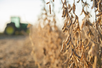 Soybeans in close-up - obrazy, fototapety, plakaty