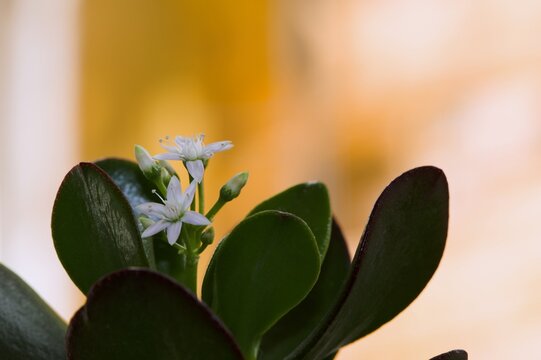 Kwiat drzewka szczęścia (Crassula ovata) - kwitną wyłącznie stare egzemplarze, około dziesięcioletnie 