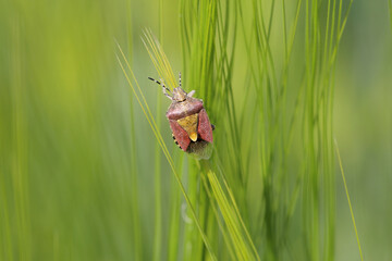 Dolycoris baccarum, the sloe bug, is a species of shield bug in the family Pentatomidae on barley
