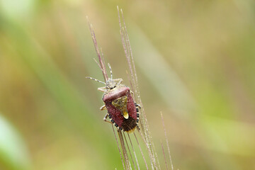 Dolycoris baccarum, the sloe bug, is a species of shield bug in the family Pentatomidae on barley