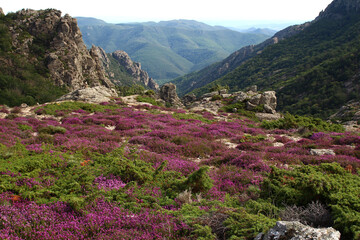 The Caroux plateau, near the Colombières gorges (Hérault, Haut Languedoc, France), covered in heather in July.