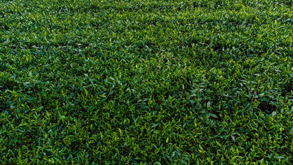 Zbliżenie na krzew herbaty, zielone liście, piękne tło. - obrazy, fototapety, plakaty
