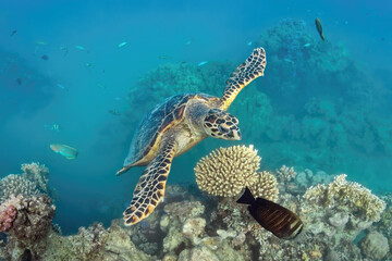 Fototapeta na wymiar underwater world of the Red Sea,turtle floats in the sea