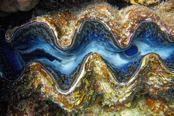 Sexy blue  shell on a seabed, shell tridacna in the coral reef of the Red sea