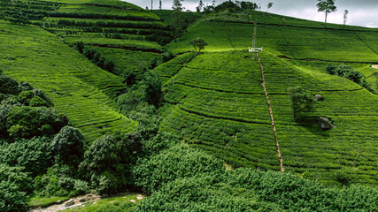 Krajobraz pól herbaty, piękne naturalne zielone tło.
