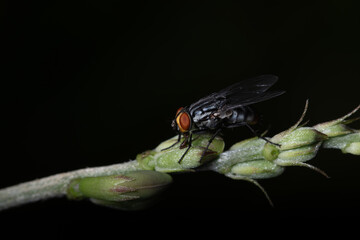 mosca-doméstica