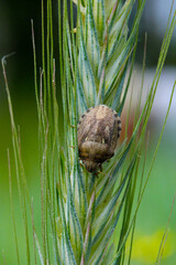 Eurygaster maura is a species of true bugs or shield-backed bugs belonging to the family Scutelleridae. It is a common pest of cereals.