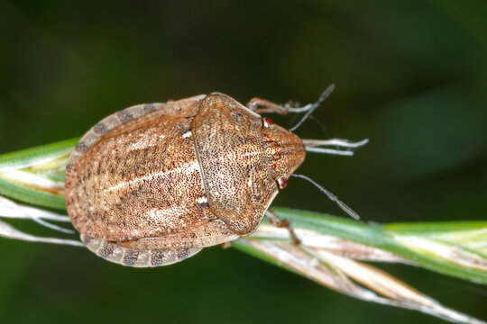 Eurygaster maura is a species of true bugs or shield-backed bugs belonging to the family Scutelleridae. It is a common pest of cereals.