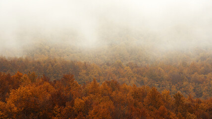 Low clouds cross over the tops of trees in autumn