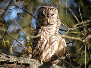 Barred Owl