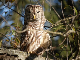 Barred Owl