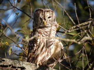 Barred Owl
