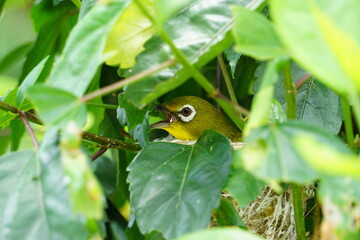 メジロ、口を開けて威嚇
