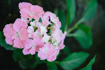 Hydrangea flower for decorating bouquets, decorations, gifts, home interiors. Flowers for the bride's bouquet. Background for site design. Web design. Florist shop, decoration services.