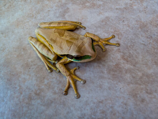 Tropischer Baumfrosch
