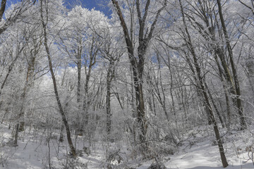 Snow and frost in the forest. Winter scene.