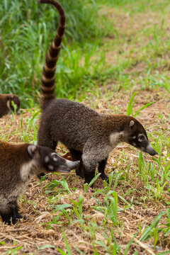 Nasenb&auml;r am Rande der Strasse nach Fortuna Costa Rica