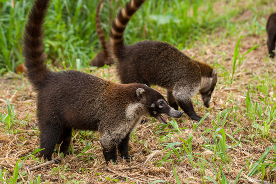 Nasenb&auml;r am Rande der Strasse nach Fortuna Costa Rica