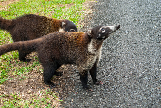 Nasenb&auml;r am Rande der Strasse nach Fortuna Costa Rica