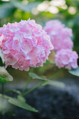 Bright pink flowers hydrangea in full bloom close up