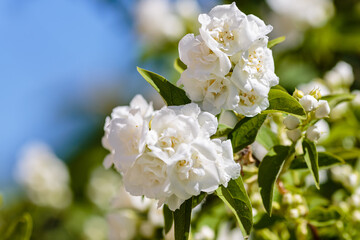 Chubushnik ( lat. Philadélphus ) - genus of shrubs from the family hydrangeaceae 