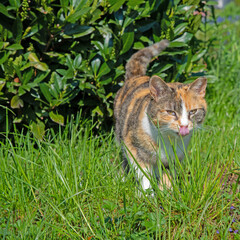 Eine Hauskatze zeigt ihre Zunge
