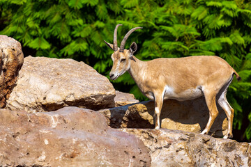 Cute mountain gazelle. Palestine mountain gazelle walks up rocky bluff. Animal with horns looking down, running on a rock, smaller relatives of the antelope. Scientific name: Gazella gazella gazella