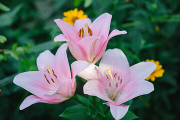 Beautiful pink lily flowers close up