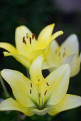 yellow lilies or daylilies on a dark background