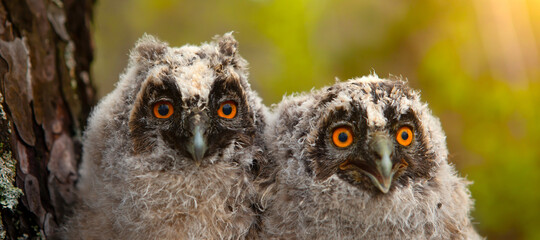 Two chicks of a long-eared owl.