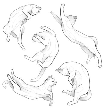 A lying cat in different poses on the floor, illustration with pencil