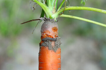 Carrot root damaged by a caterpillar of moths of the owlet moth family - Noctuidae. They are...