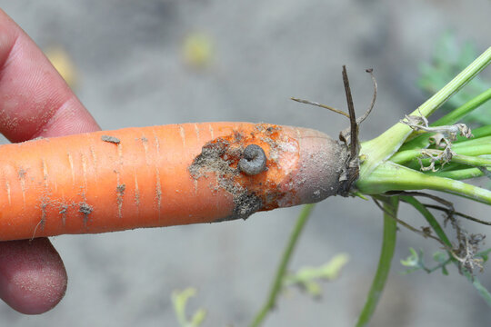 Carrot root damaged by a caterpillar of moths of the owlet moth family - Noctuidae. They are dangerous pests of various cultivated and ornamental plants.