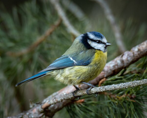 Blue Tit