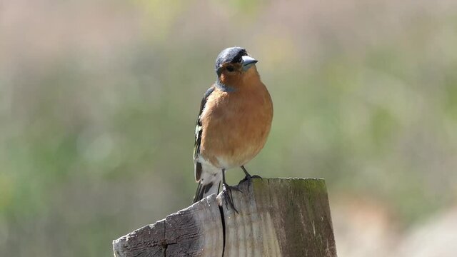 Chaffinch on a fence ln UK 