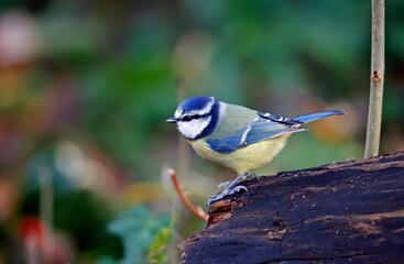 Blue tit perched in a tree in the woods