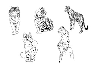 white tiger, snow leopard print watercolor clipart, leopard illustration clip art, tiger printable sticker digital download