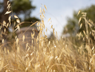 Fototapeta Suche trawy rosnące dziko w gorącym słońcu obraz