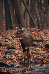 deer in the forest