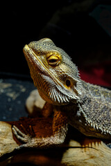 Pet Bearded Dragon Lizard