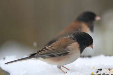 Obraz premium Dark-eyed Juncos