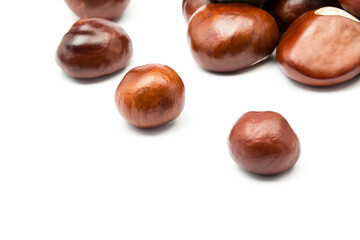 chesnut and isolated white background