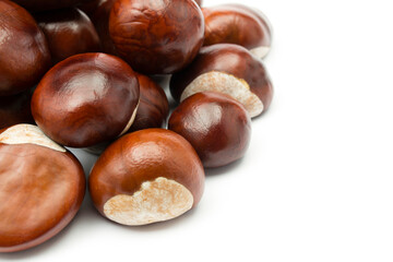 chesnut and isolated white background