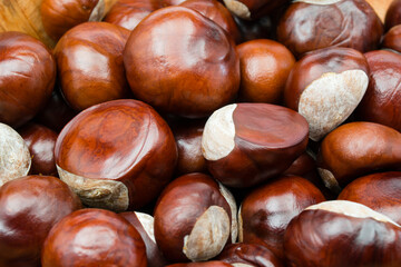 chesnut and isolated white background
