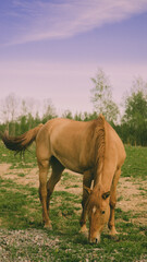 Obraz premium Brown horse in the field eats grass, beautiful big animal grazing 